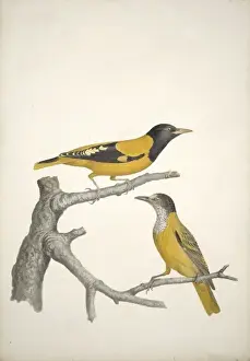 Oriolus Prints: Oriolus xanthornus, black-hooded Oriole