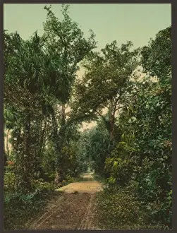 Hammock Prints: In the Ormond Hammock