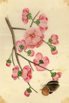 Buds Prints: Ornamental Cherry