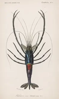 Shrimp Prints: Ornamental Shrimp