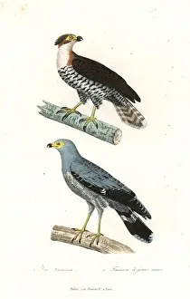 Falco Prints: Ornate hawk eagle and African harrier-hawk