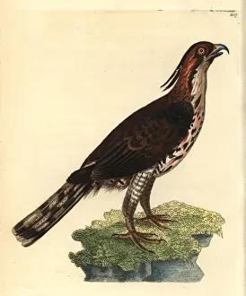 Ornate hawk-eagle from Shaw and Nodders -Naturalist s