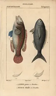 Wrasse Prints: Ornate wrasse, Thalassoma pavo, and bogue, Boops boops