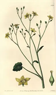 Watts Prints: Ornduffia reniformis