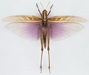 Acrididae Gallery: Ornithacris pictula magnifica, locust