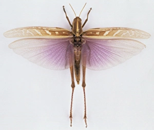 Acrididae Gallery: Ornithacris pictula magnifica, locust