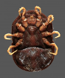 Acarina Gallery: Ornithodoros moubata, tick