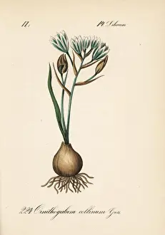 Ornithogalum Prints: Ornithogalum collinum