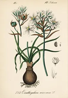 Ornithogalum Prints: Ornithogalum comosum