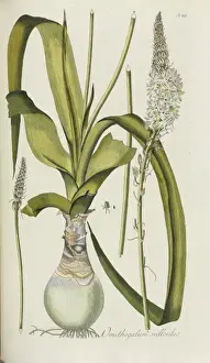 Nicolaus Joseph Von Prints: Ornithogalum scilloides