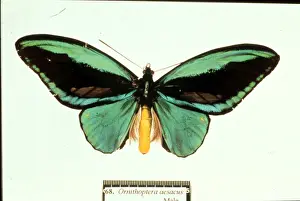 Birdwing Prints: Ornithoptera aesacus, birdwing butterfly