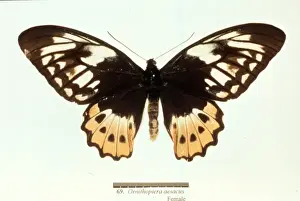 Ornithoptera aesacus, birdwing butterfly