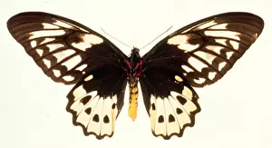 Birdwing Prints: Ornithoptera aesacus, birdwing butterfly