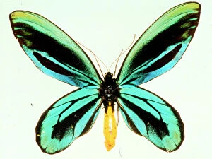 Natural History Museum Gallery: Ornithoptera alexandrae, Queen Alexandras birdwing butterfl