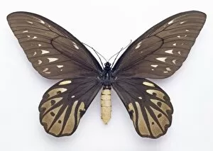 Hexapoda Collection: Ornithoptera alexandrae, Queen Alexandras birdwing butterfly
