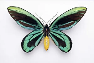 Arthropoda Gallery: Ornithoptera alexandrae, Queen Alexandras birdwing butterfl