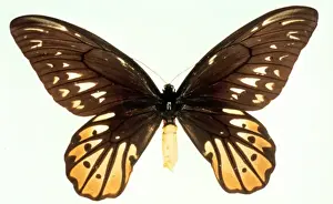Ornithoptera alexandrae, Queen Alexandras birdwing