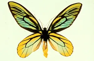 Ornithoptera alexandrae, Queen Alexandras birdwing