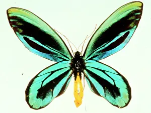 Hexapoda Prints: Ornithoptera alexandrae, Queen Alexandras birdwing butterfl