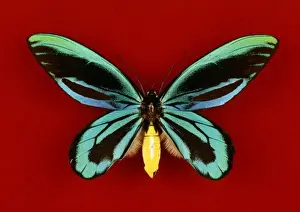 Ornithoptera alexandrae, Queen Alexandras birdwing butterfl