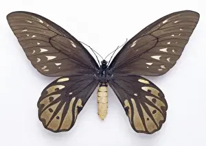 Hexapoda Prints: Ornithoptera alexandrae, Queen Alexandras birdwing butterfly