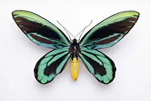 Hexapoda Prints: Ornithoptera alexandrae, Queen Alexandras birdwing butterfly