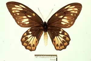 Ornithoptera allotei, birdwing butterfly