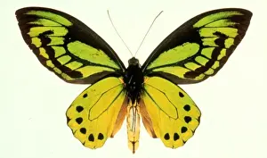 Ornithoptera allotei, birdwing butterfly