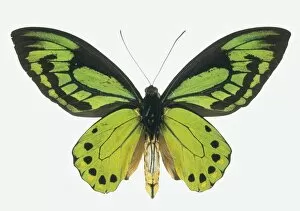 Natural History Museum Gallery: Ornithoptera allottei, birdwing butterfly