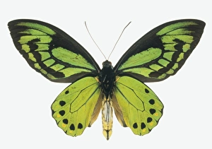 Natural History Museum Gallery: Ornithoptera allottei, birdwing butterfly