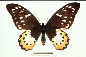 Ornithoptera chimaera, birdwing butterfly