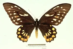 Ornithoptera croesus, birdwing butterfly
