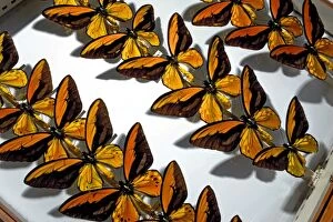 Alfred Russel Wallace Gallery: Ornithoptera croesus, Wallaces golden birdwing butterfly