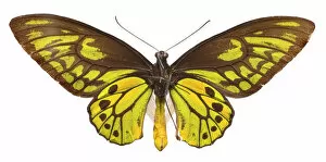Arthropoda Gallery: Ornithoptera croesus, Wallaces golden birdwing butterfly