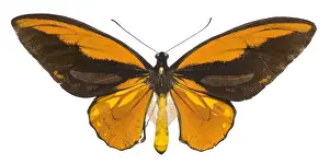 Natural History Museum Prints: Ornithoptera croesus, Wallaces golden birdwing butterfly