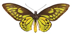 Hexapoda Prints: Ornithoptera croesus, Wallaces golden birdwing butterfly