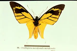 Ornithoptera meridionalis, birdwing butterfly