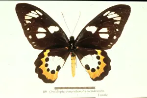 Ornithoptera meridionalis, birdwing butterfly