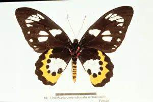Ornithoptera meridionalis, birdwing butterfly