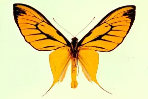 Natural History Museum Prints: Ornithoptera paradisea, birdwing butterfly