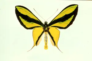 Ornithoptera paradisea, birdwing butterfly