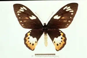 Birdwing Prints: Ornithoptera paradisea, birdwing butterfly