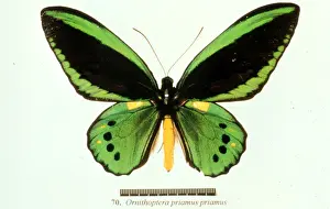 Ornithoptera priamus, birdwing butterfly