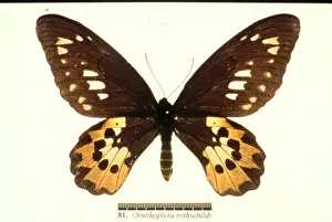 Birdwing Prints: Ornithoptera rothschildi, Rothschilds birdwing