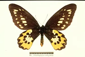 Ornithoptera rothschildi, Rothschilds birdwing
