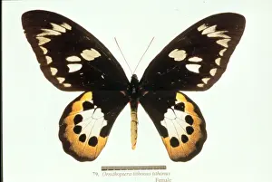 Birdwing Prints: Ornithoptera tithonus, birdwing butterfly