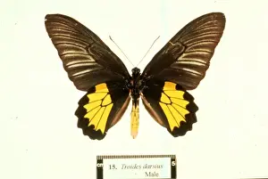 Ornithoptera tithonus, birdwing butterfly