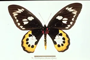 Ornithoptera tithonus, birdwing butterfly