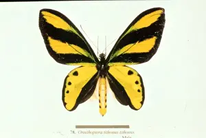 Ornithoptera tithonus, birdwing butterfly