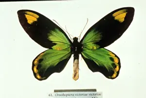 Ornithoptera victoriae, birdwing butterfly